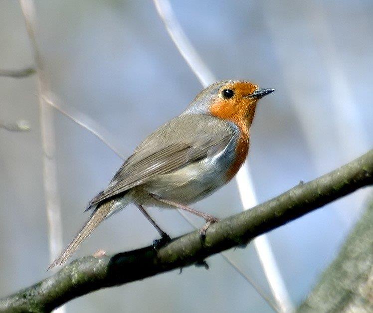 Erithacus rubecula